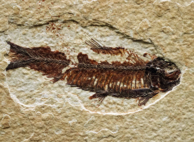 米国ワイオミング州のグリーンリバー層の主（ぬし）といってもよいほど知られた存在、絶滅古代魚、ナイティア（Knightia）の化石（その1）