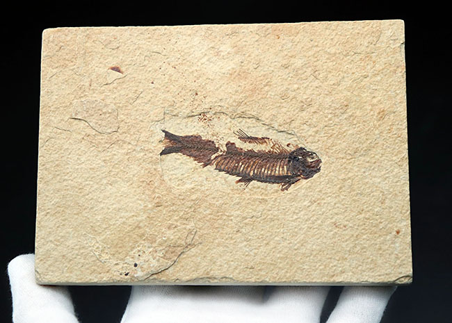米国ワイオミング州のグリーンリバー層の主（ぬし）といってもよいほど知られた存在、絶滅古代魚、ナイティア（Knightia）の化石（その2）