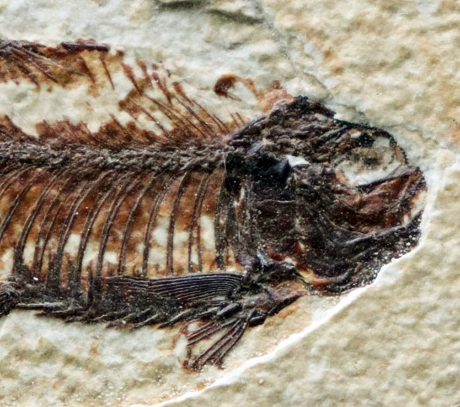 米国ワイオミング州のグリーンリバー層の主（ぬし）といってもよいほど知られた存在、絶滅古代魚、ナイティア（Knightia）の化石（その3）