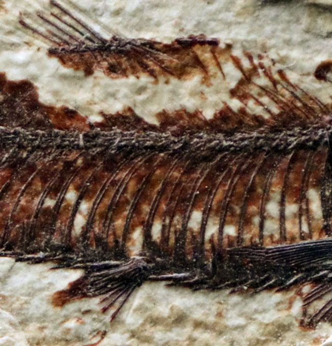 米国ワイオミング州のグリーンリバー層の主（ぬし）といってもよいほど知られた存在、絶滅古代魚、ナイティア（Knightia）の化石（その4）