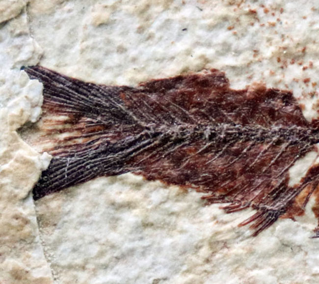 米国ワイオミング州のグリーンリバー層の主（ぬし）といってもよいほど知られた存在、絶滅古代魚、ナイティア（Knightia）の化石（その5）