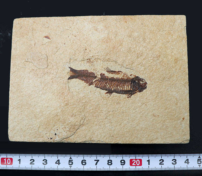 米国ワイオミング州のグリーンリバー層の主（ぬし）といってもよいほど知られた存在、絶滅古代魚、ナイティア（Knightia）の化石（その8）