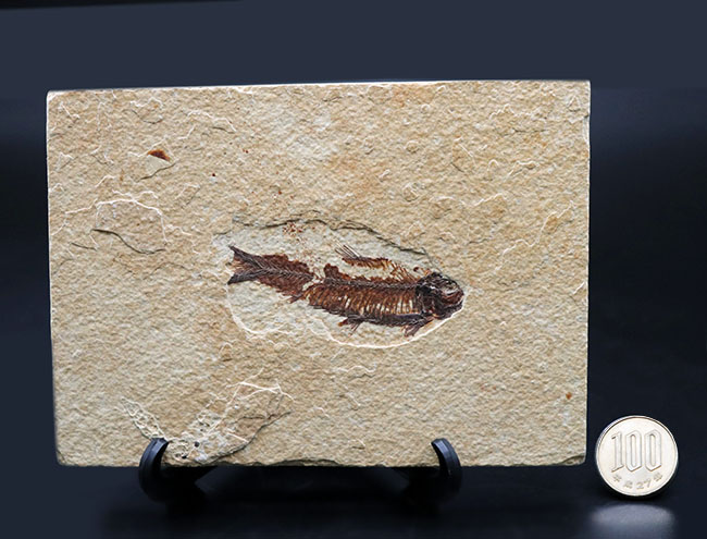 米国ワイオミング州のグリーンリバー層の主（ぬし）といってもよいほど知られた存在、絶滅古代魚、ナイティア（Knightia）の化石（その9）