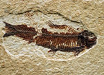 米国ワイオミング州のグリーンリバー層の主（ぬし）といってもよいほど知られた存在、絶滅古代魚、ナイティア（Knightia）の化石