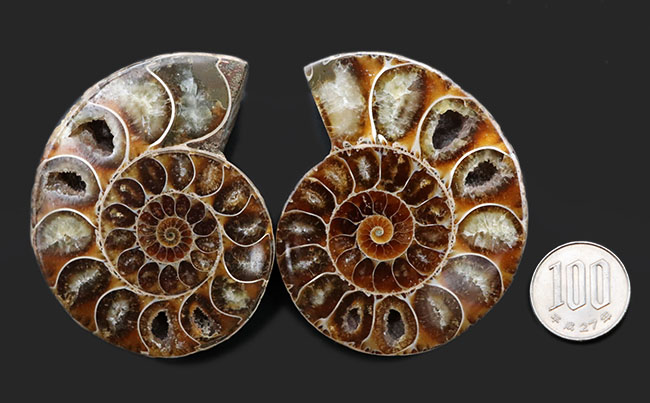 およそ１億２０００万年前、デスモセラス（Desmoceras）アンモナイトのスライスカット厳選標本。（その10）