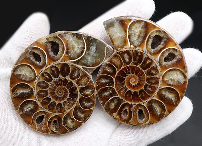 およそ1億2000万年前、デスモセラス(Desmoceras)アンモナイトのスライスカット厳選標本。(その5)