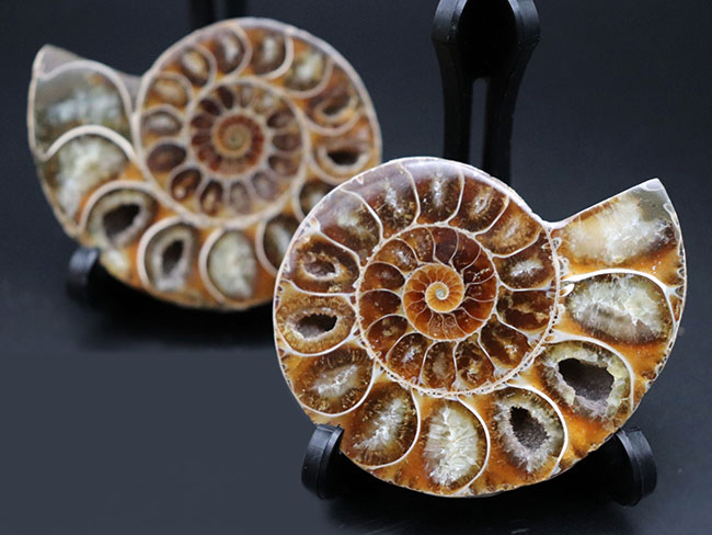 およそ1億2000万年前、デスモセラス（Desmoceras）アンモナイトの