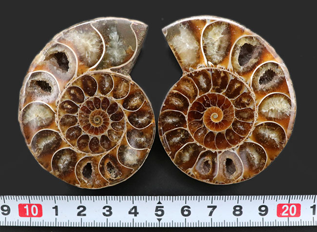 およそ1億2000万年前、デスモセラス(Desmoceras)アンモナイトのスライスカット厳選標本。(その8)