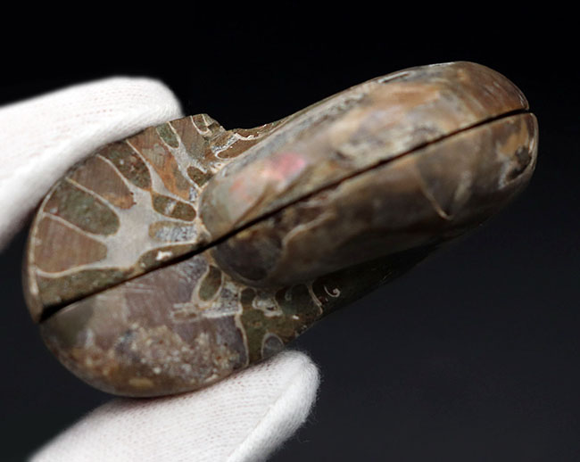 およそ1億2000万年前、デスモセラス(Desmoceras)アンモナイトのスライスカット厳選標本。(その9)