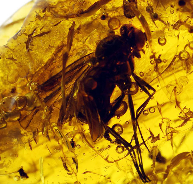 シギアブ科の虫が内包されたバルト海産琥珀(Amber)。星状毛にもご注目ください。(その1)