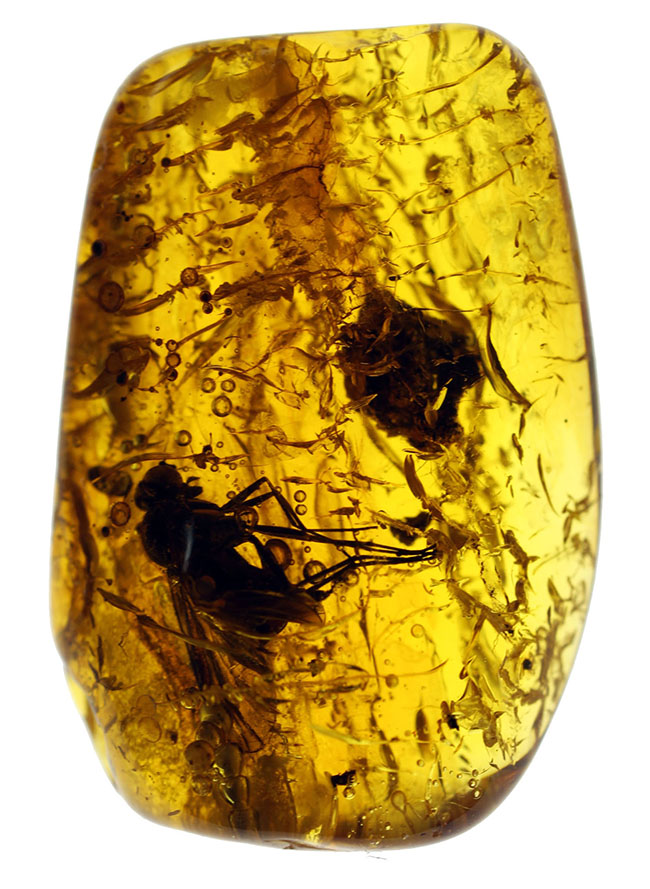シギアブ科の虫が内包されたバルト海産琥珀（Amber）。星状毛にもご注目ください。（その2）