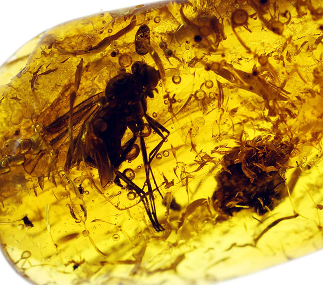 シギアブ科の虫が内包されたバルト海産琥珀（Amber）。星状毛にもご