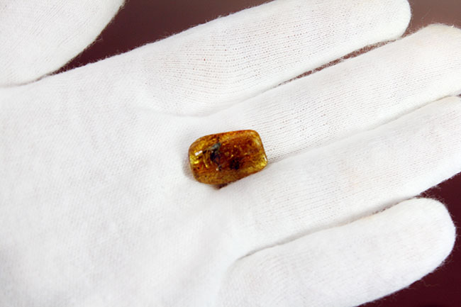シギアブ科の虫が内包されたバルト海産琥珀（Amber）。星状毛にもご