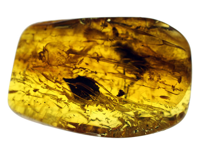 シギアブ科の虫が内包されたバルト海産琥珀（Amber）。星状毛にもご