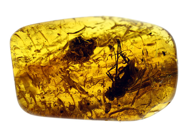 シギアブ科の虫が内包されたバルト海産琥珀（Amber）。星状毛にもご