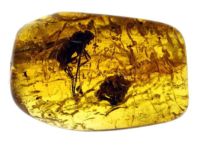 シギアブ科の虫が内包されたバルト海産琥珀（Amber）。星状毛にもご