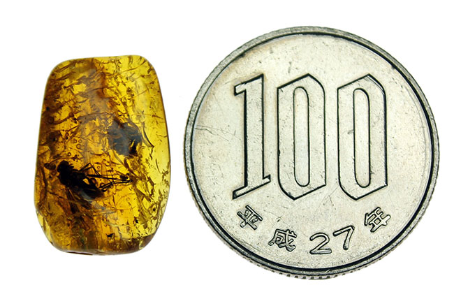 シギアブ科の虫が内包されたバルト海産琥珀（Amber）。星状毛にもご