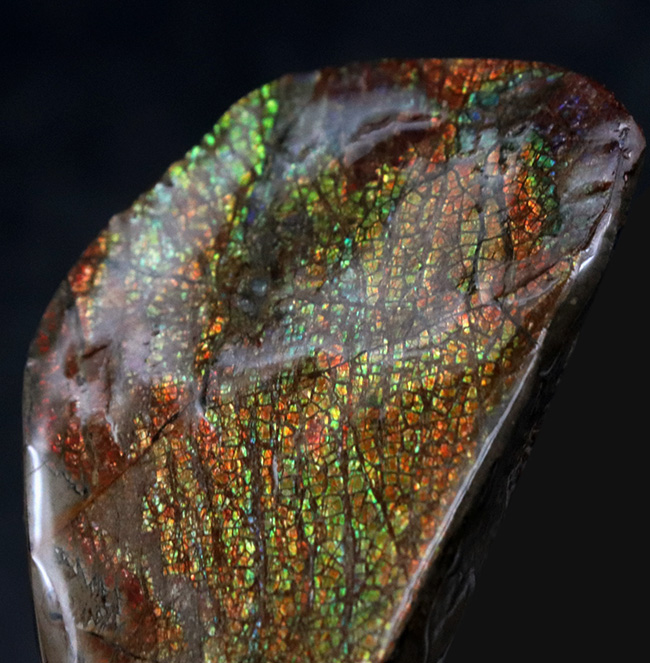 多色彩＆ドラゴンスキン！様々な色を呈する、美しきアンモライト（Ammolite）のピース（その1）
