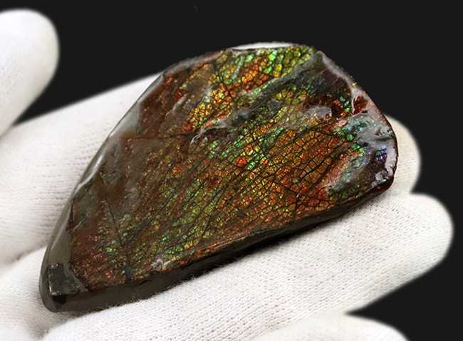 多色彩＆ドラゴンスキン！様々な色を呈する、美しきアンモライト（Ammolite）のピース（その2）