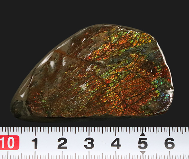 多色彩＆ドラゴンスキン！様々な色を呈する、美しきアンモライト（Ammolite）のピース（その5）