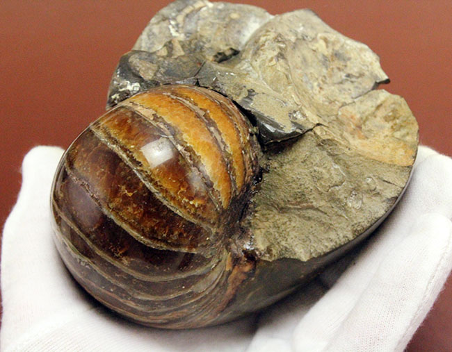 厚みがすごい！ほぼ球体の中生代白亜紀のオウムガイ（Nautilus）の化石。マダガスカル産。（その1）