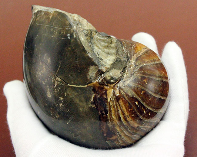 厚みがすごい!ほぼ球体の中生代白亜紀のオウムガイ(Nautilus)の化石。マダガスカル産。(その2)