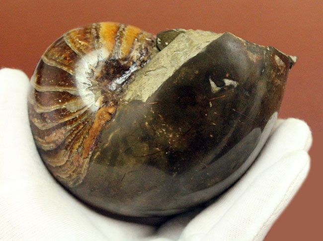 厚みがすごい!ほぼ球体の中生代白亜紀のオウムガイ(Nautilus)の化石。マダガスカル産。(その3)