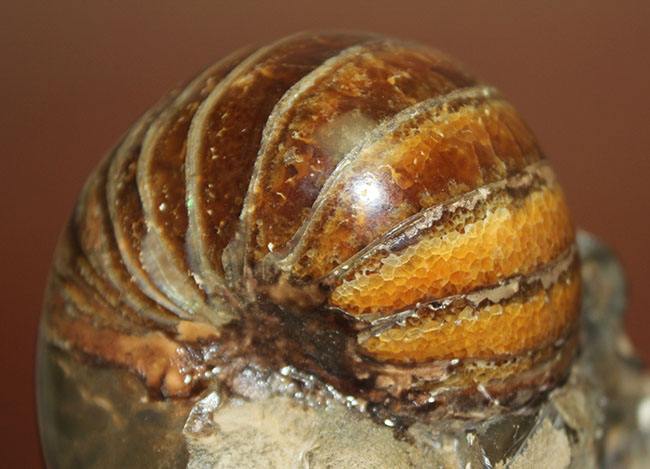 厚みがすごい!ほぼ球体の中生代白亜紀のオウムガイ(Nautilus)の化石。マダガスカル産。(その4)