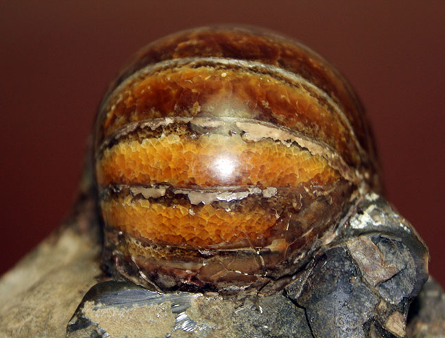 厚みがすごい!ほぼ球体の中生代白亜紀のオウムガイ(Nautilus)の化石。マダガスカル産。(その5)