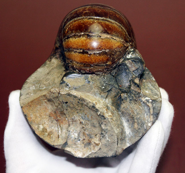 厚みがすごい!ほぼ球体の中生代白亜紀のオウムガイ(Nautilus)の化石。マダガスカル産。(その6)
