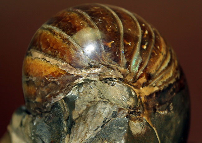 厚みがすごい!ほぼ球体の中生代白亜紀のオウムガイ(Nautilus)の化石。マダガスカル産。(その7)