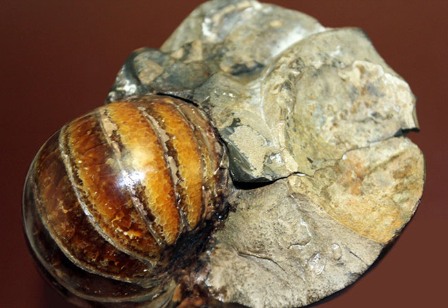 厚みがすごい!ほぼ球体の中生代白亜紀のオウムガイ(Nautilus)の化石。マダガスカル産。(その8)