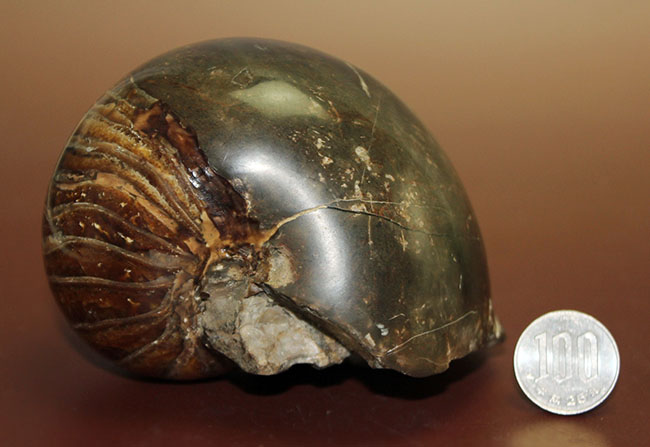 厚みがすごい!ほぼ球体の中生代白亜紀のオウムガイ(Nautilus)の化石。マダガスカル産。(その9)