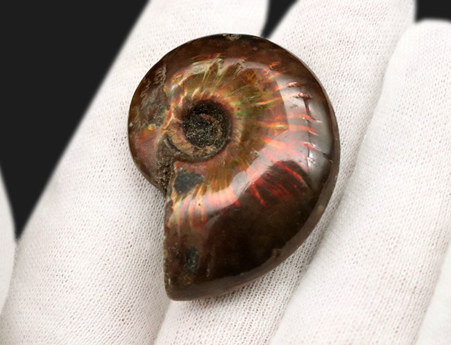 遊色アンモナイトの世界にようこそ!マダガスカル産の赤に光るクレオニセラス(Cleoniceras)(その3)