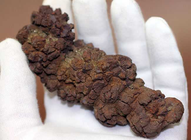 「ウンがつく!?」極めて保存状態の良い古代水棲生物の「あれ」の化石(コプロライト)(その1)