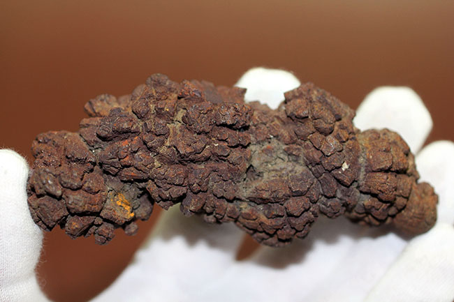 「ウンがつく!?」極めて保存状態の良い古代水棲生物の「あれ」の化石(コプロライト)(その3)