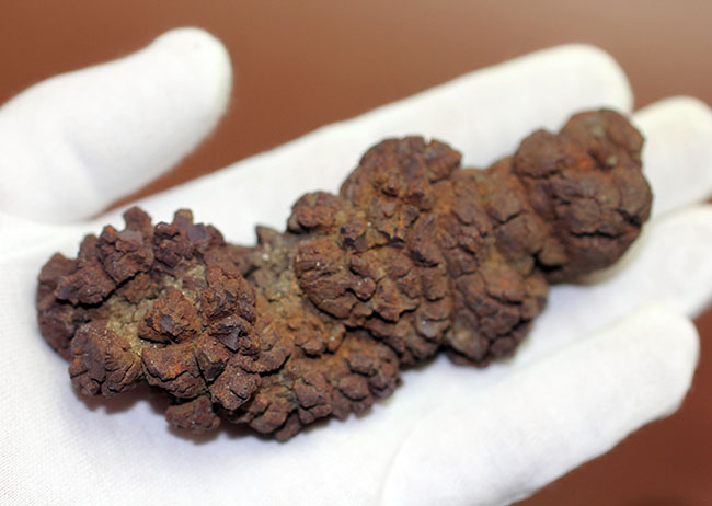 「ウンがつく!?」極めて保存状態の良い古代水棲生物の「あれ」の化石(コプロライト)(その6)