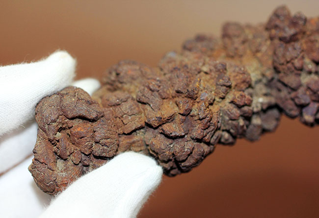 「ウンがつく!?」極めて保存状態の良い古代水棲生物の「あれ」の化石(コプロライト)(その7)