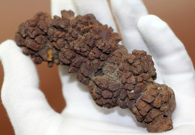 「ウンがつく!?」極めて保存状態の良い古代水棲生物の「あれ」の化石(コプロライト)(その9)