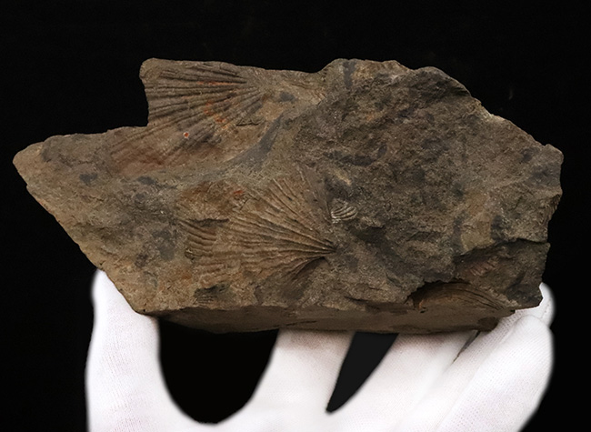 両面見られます！日本列島形成前（約2億2000万年前）の歴史的示準化石。古代の二枚貝、エントモノチス・オコチカ（Entomonotis ochotica）の群集化石（その3）