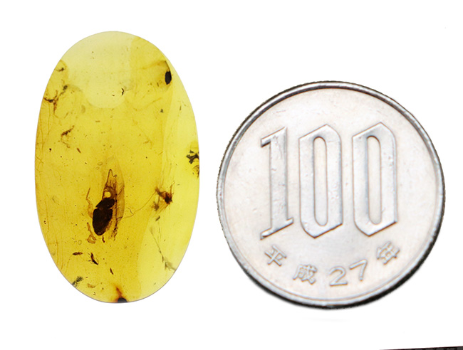 26ミリ級の大サイズ標本！甲虫と思しき黒い虫を内包する、「時の化石」ミャンマー産バーマイト（Burmite）（その10）