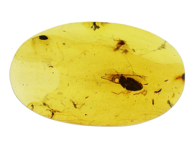 26ミリ級の大サイズ標本！甲虫と思しき黒い虫を内包する、「時の化石」ミャンマー産バーマイト（Burmite）（その2）