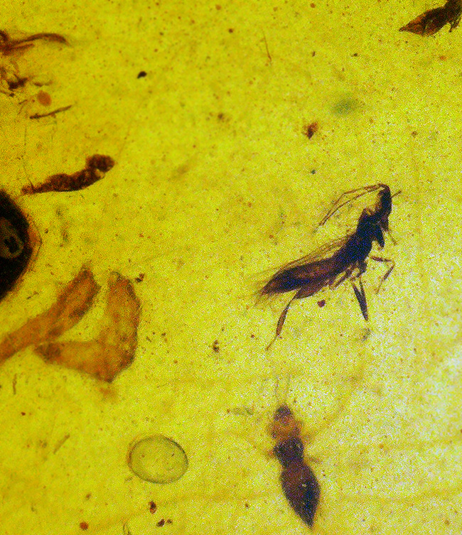 26ミリ級の大サイズ標本！甲虫と思しき黒い虫を内包する、「時の化石」ミャンマー産バーマイト（Burmite）（その3）