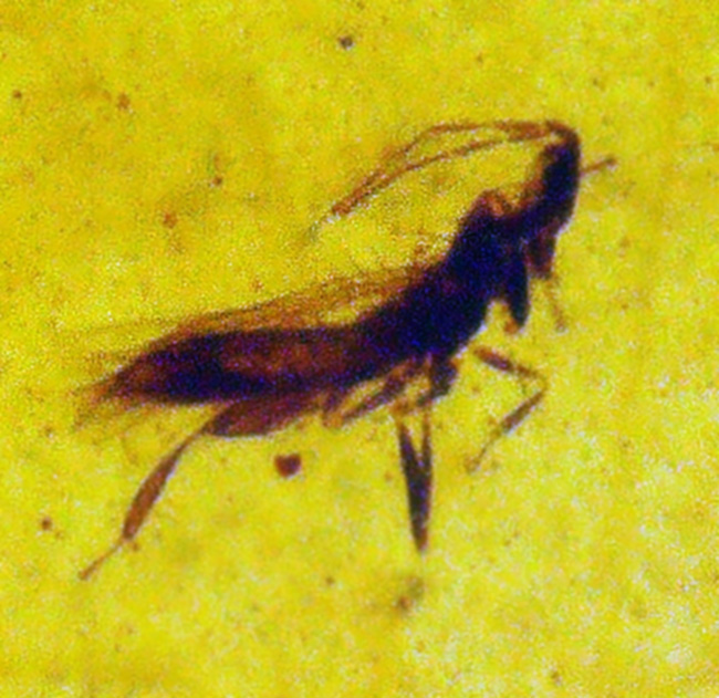 26ミリ級の大サイズ標本！甲虫と思しき黒い虫を内包する、「時の化石」ミャンマー産バーマイト（Burmite）（その4）