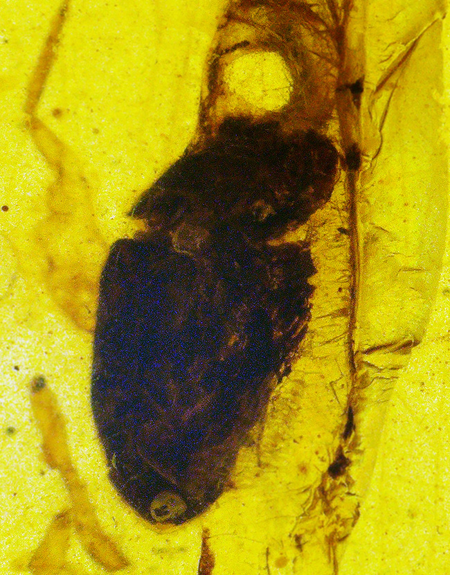 26ミリ級の大サイズ標本！甲虫と思しき黒い虫を内包する、「時の化石」ミャンマー産バーマイト（Burmite）（その5）