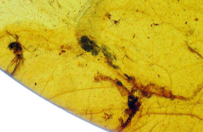 26ミリ級の大サイズ標本！甲虫と思しき黒い虫を内包する、「時の化石」ミャンマー産バーマイト（Burmite）（その6）