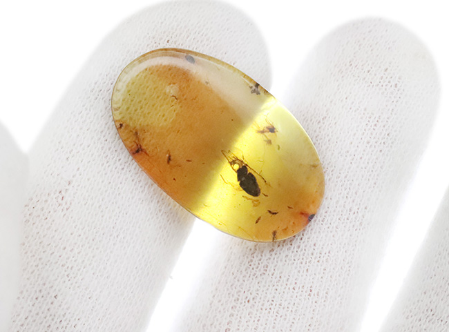 26ミリ級の大サイズ標本！甲虫と思しき黒い虫を内包する、「時の化石」ミャンマー産バーマイト（Burmite）（その7）