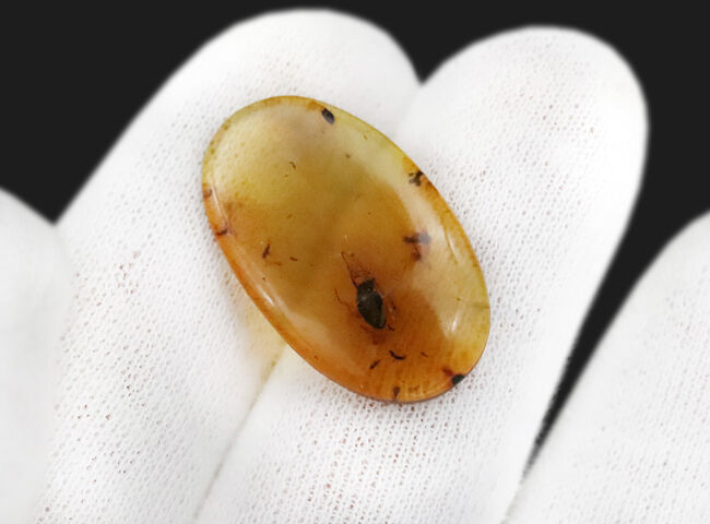 26ミリ級の大サイズ標本！甲虫と思しき黒い虫を内包する、「時の化石」ミャンマー産バーマイト（Burmite）（その8）