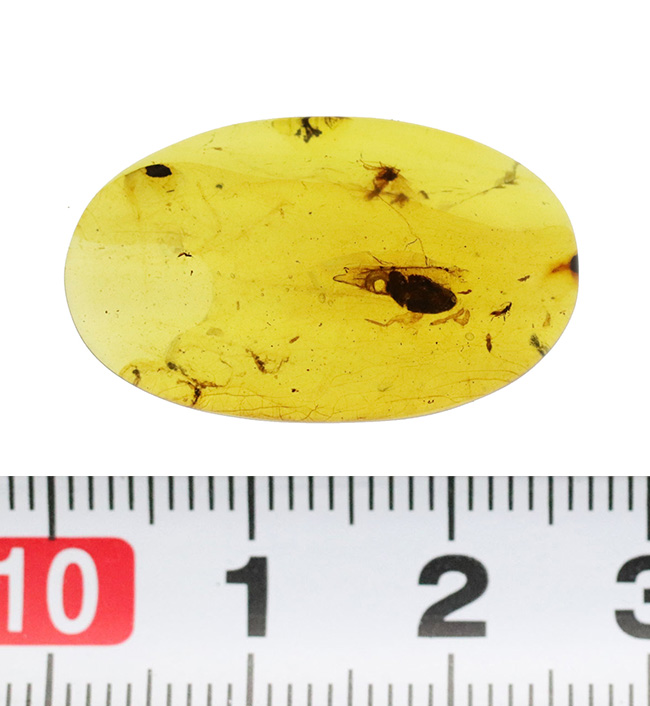 26ミリ級の大サイズ標本！甲虫と思しき黒い虫を内包する、「時の化石」ミャンマー産バーマイト（Burmite）（その9）