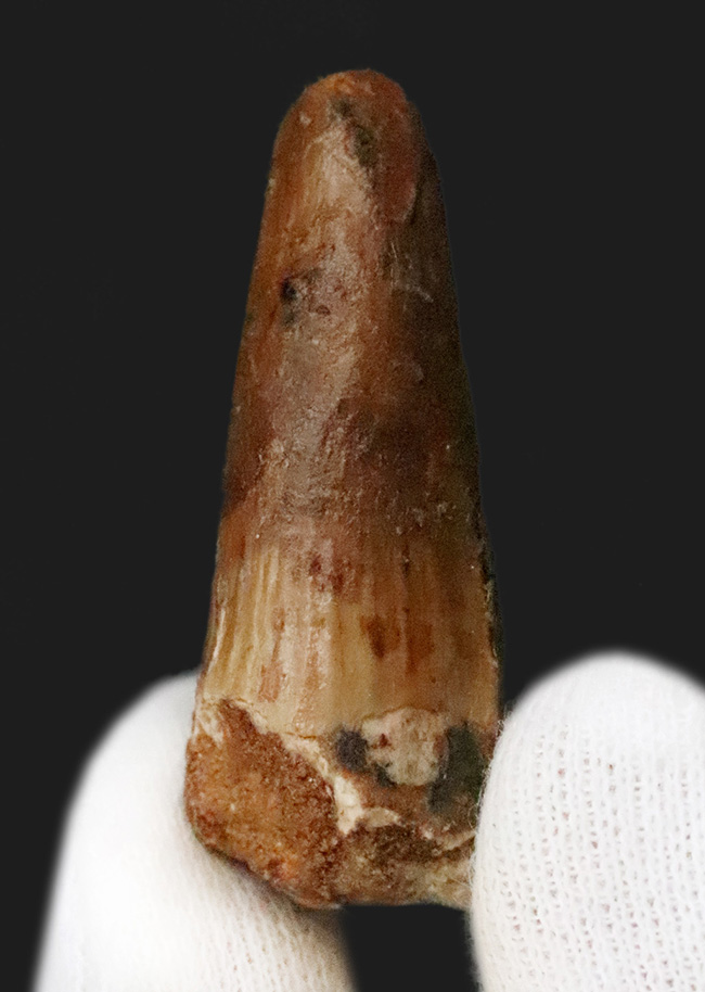 映画『ジュラシック・パーク』第3作で一躍有名になった恐竜、スピノサウルス（Spinosaurus）の歯化石（その1）